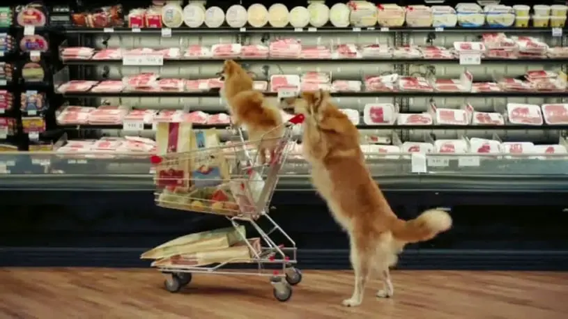two dogs with a shopping cart