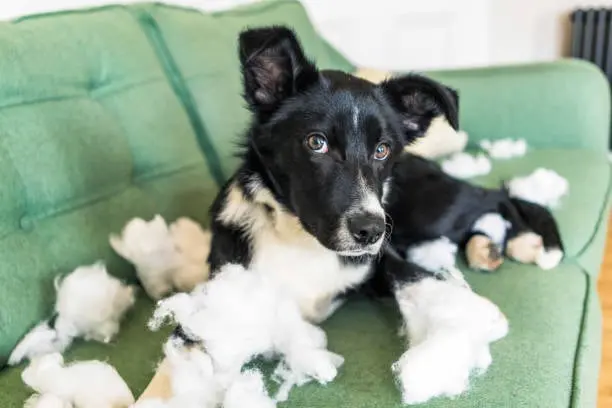 destructive border collie