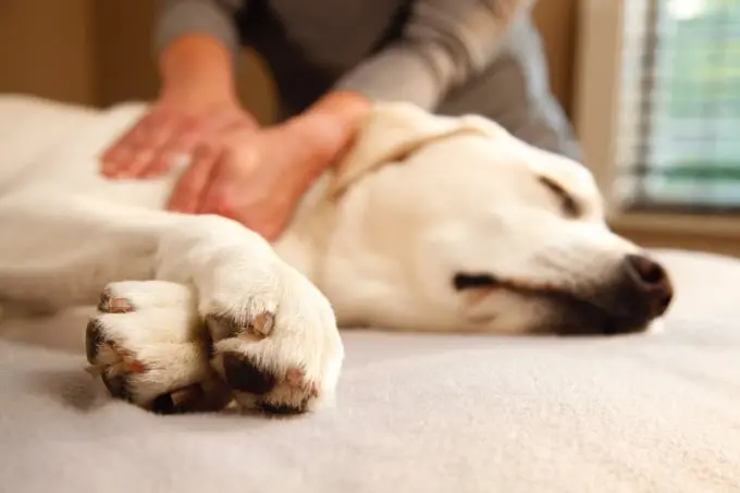 canine massage