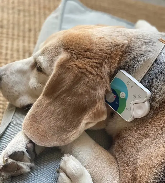 dog wearing Healy device