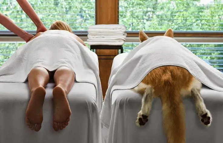 canine and human massage