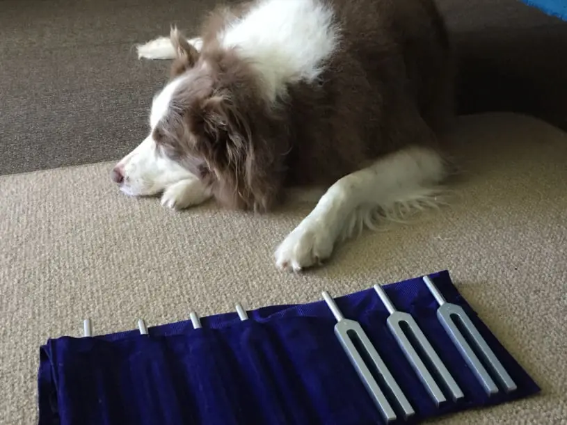 Tuning Fork Therapy for dogs