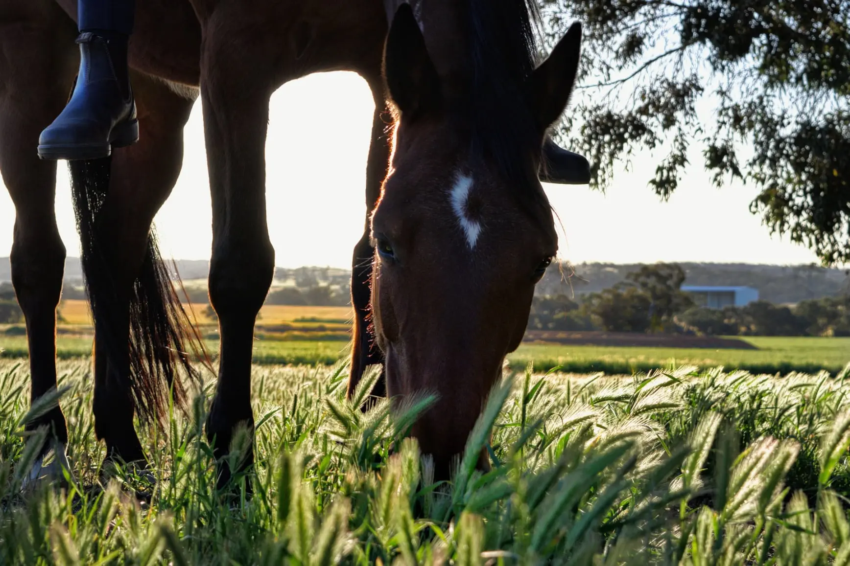 online learning for horses