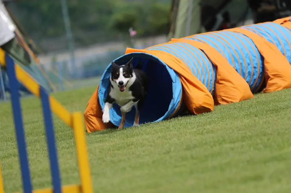 agility dogs therapy
