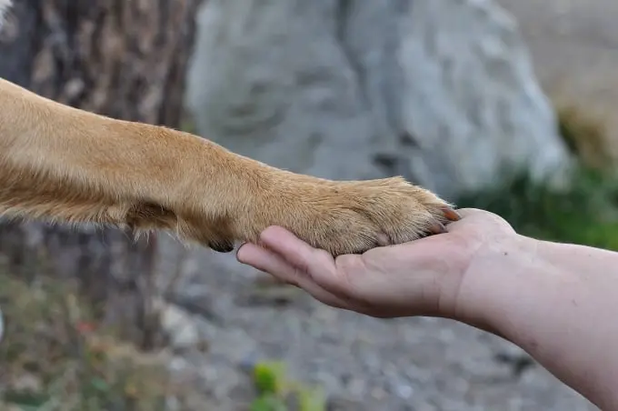 animal energy healing