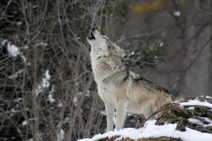 wolf howling