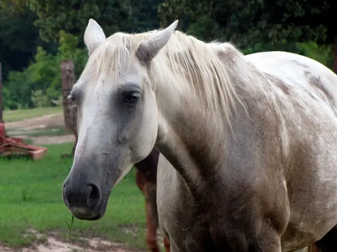 Animal Communication Reading for Horses