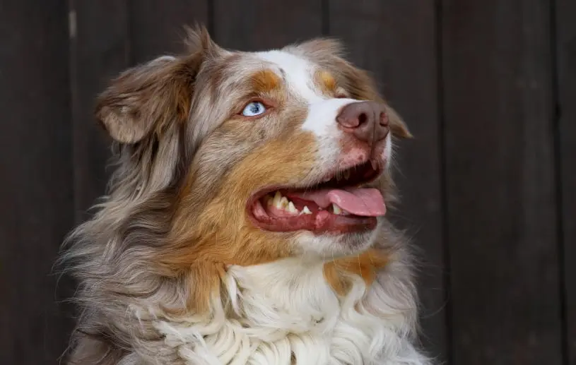 Aussie Shepherd