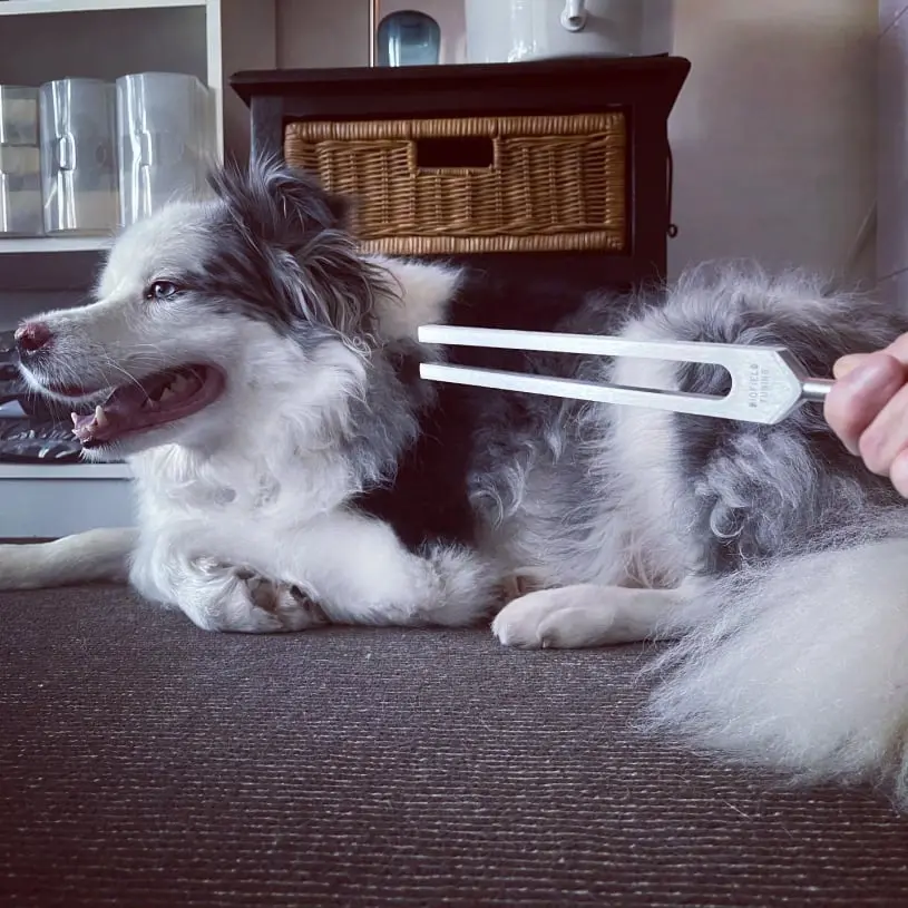 Tuning Fork Therapy for dogs