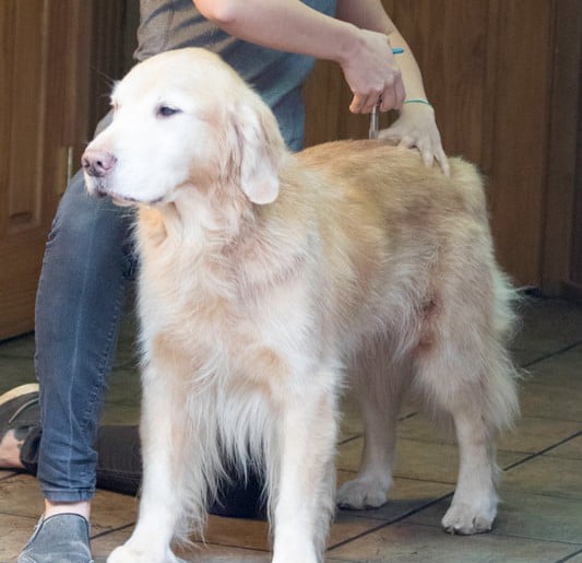 Neuro-myofascial release tool supporting fascia and nervous system regulation