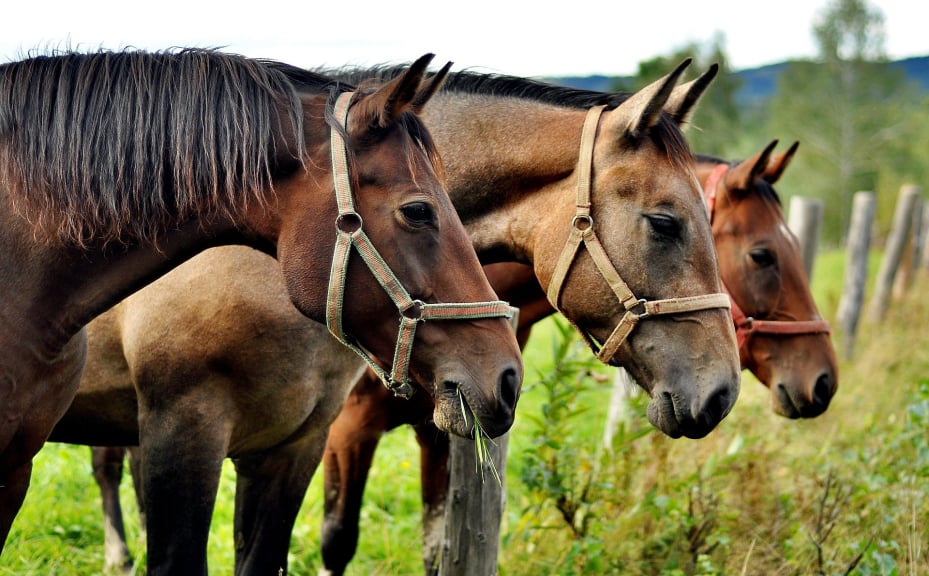 Three horses standing side by side - equine care courses