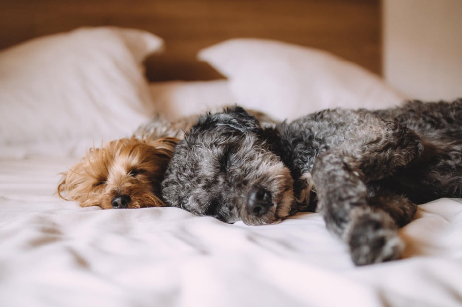 Two dogs sleeping peacefully together - holistic pet care courses