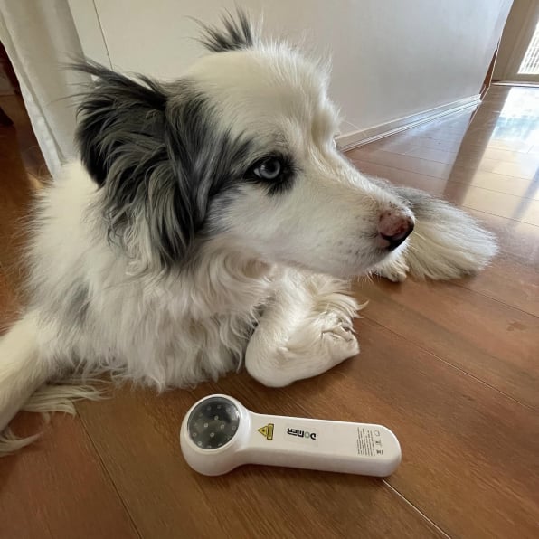 Cold laser therapy used to support comfort, circulation and healing in dogs and people